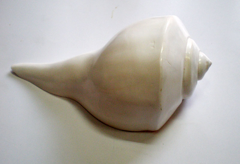 Large Lakshmi Bathing Conch Shell